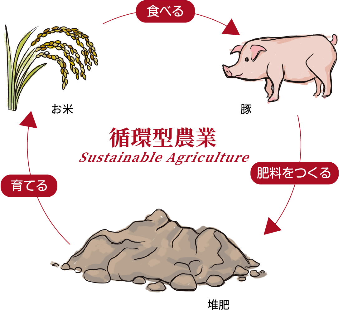 循環型農業 Sustainable Adriculture - お米を豚が食べる→豚が肥料を作る→堆肥がお米を育てる→お米を豚が食べる